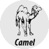 Page principale de Camel